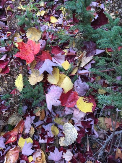 colorfall fall leaves