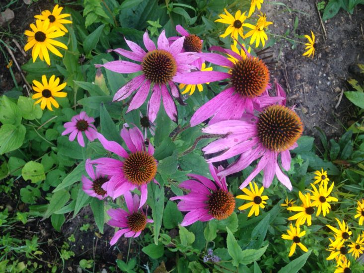 yellow and purple flowers