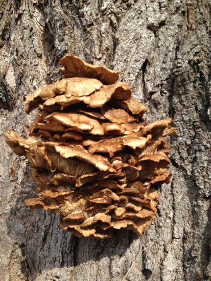 mushroom on tree bark