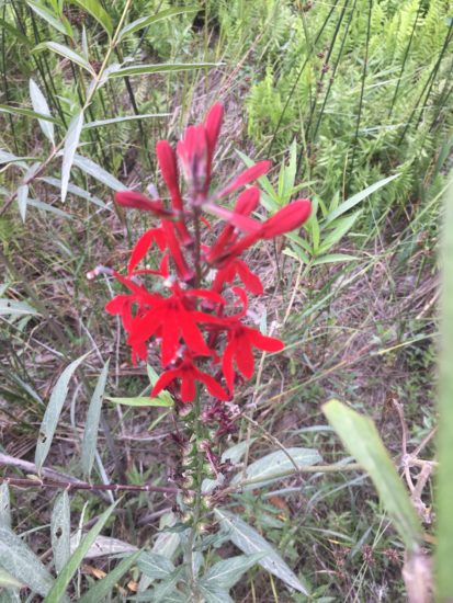 red flower