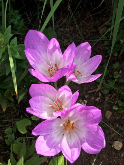 pink flowers