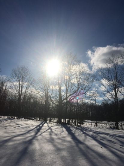 winter sun through trees