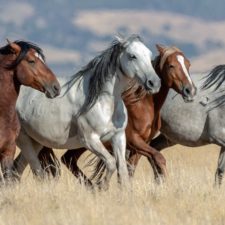 4 wild mustangs