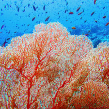 Organic texture of Pink Sea Fan or Gorgonia coral (Annella mollis)